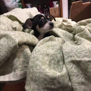 Meet your Posher, Patrick